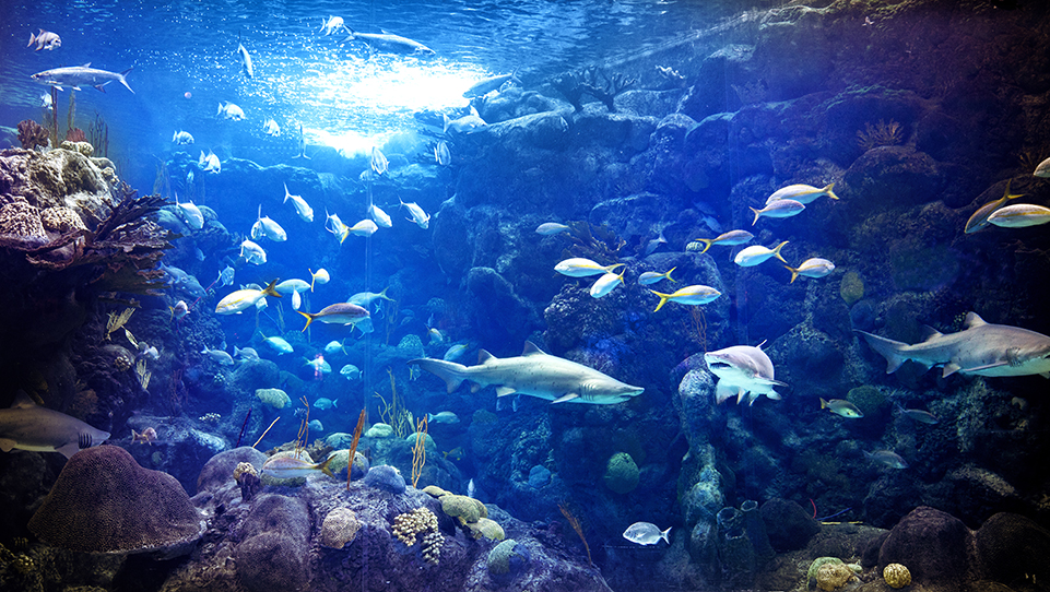Pictures Of Aquarium 22