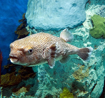 Baltimore Aquarium Dive Programs
