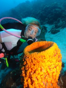 Bonaire Coral