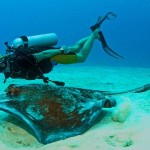 3_Turks_Caicos_Caribbean_Diving_ray_%201_800_499