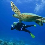 diving-excursions-turks-caicos