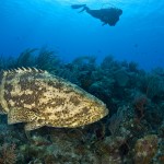 173283-diving-in-little-cayman