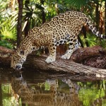 belize-jaguar