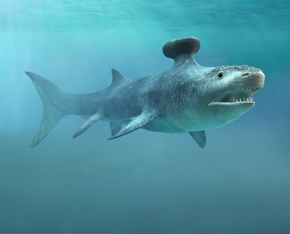 Giant Sharks Through Time | MaduroDive Blog