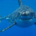 640px-Great_white_shark_south_africa