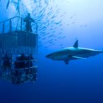 Great-White-Shark-Cage-Diving-south-africa