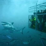 Great_White_Shark_Australia_1