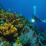 4_tobago_dive_centre-extra-divers-speyside_reef_diver_800x600